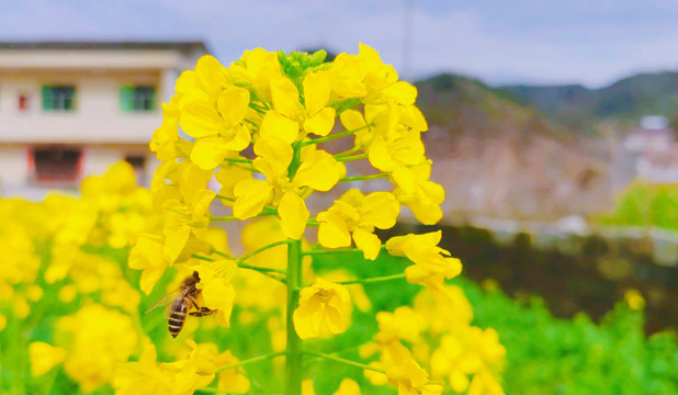 油菜花蜜蜂