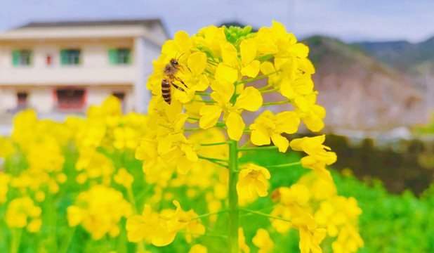 油菜花蜜蜂