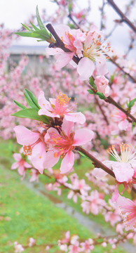 炎陵桃花