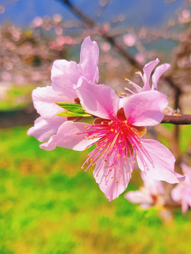 炎陵桃花