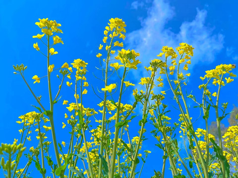 油菜花开近景