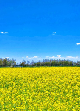 油菜花田美景