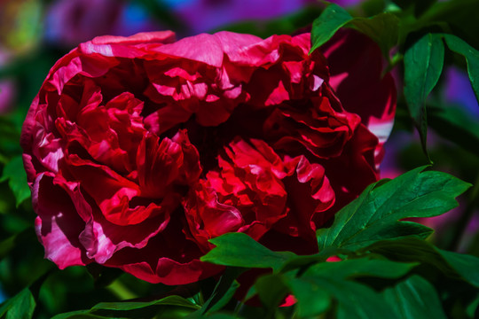 红牡丹花