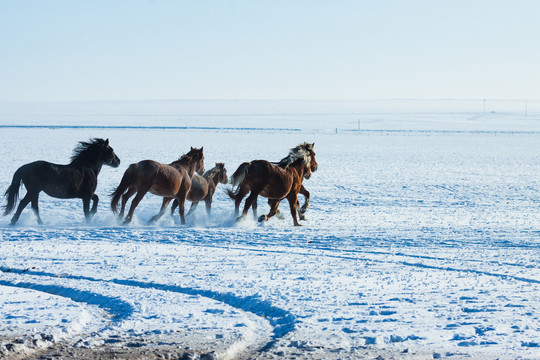 雪地雪原骏马奔跑