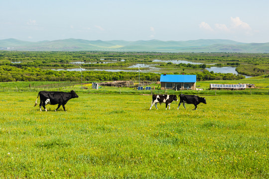 夏季草原牛群民居