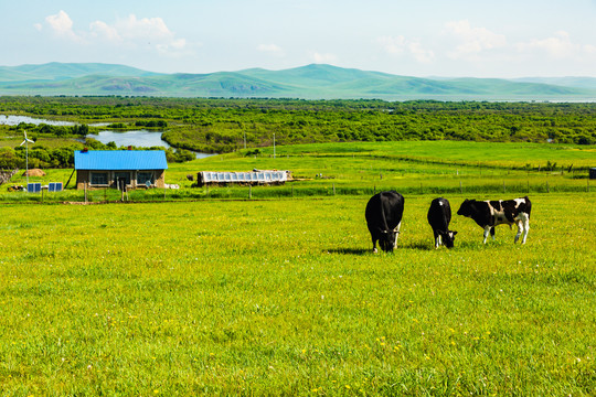 夏季草原湿地民居奶牛