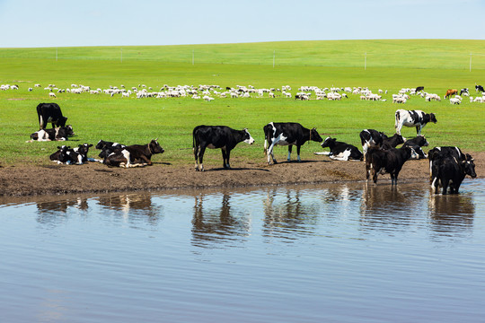 草原牛群羊群水边