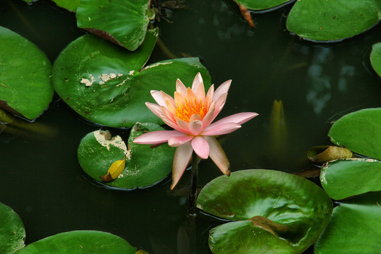 粉色莲花莲叶特写