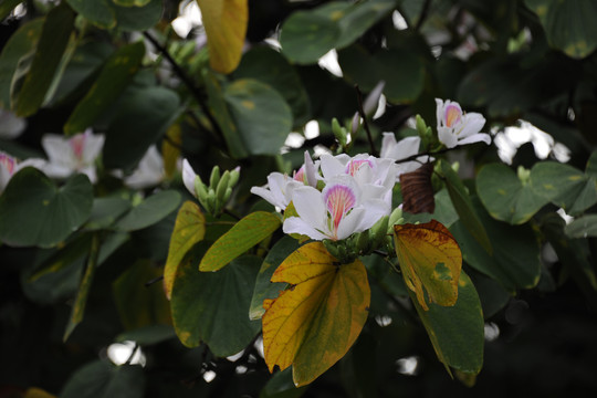 白花羊蹄甲