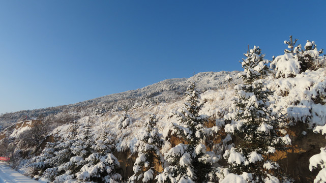 雪松