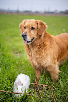 一只金毛犬和兔子站在草地上