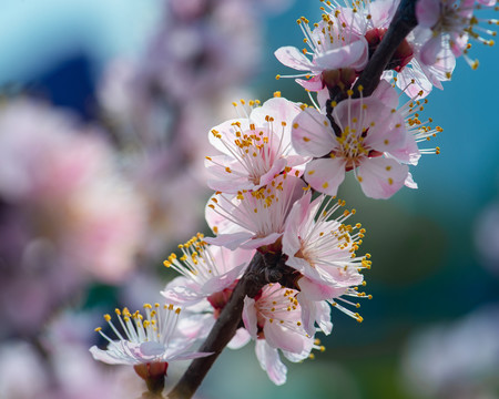 樱桃花