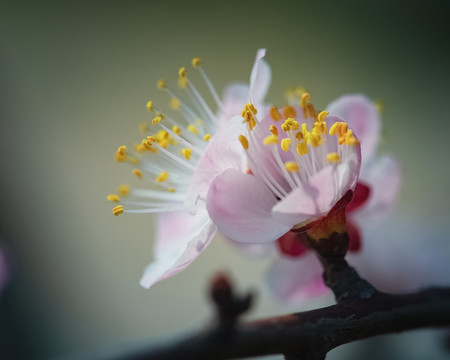 樱桃花