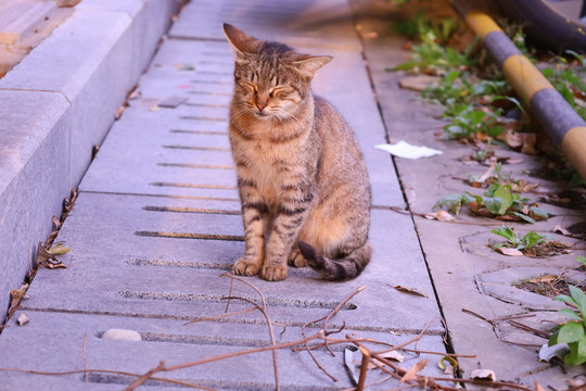 流浪猫