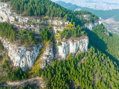 航拍济南佛慧山连翘花开