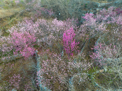 济南佛慧山下桃花盛开