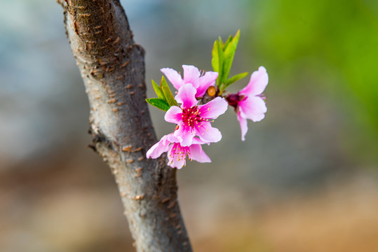 桃花