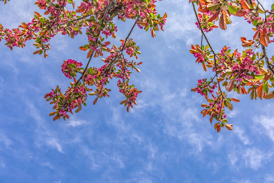 红色鲜花边框