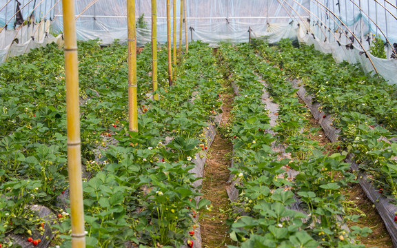 草莓大棚种植