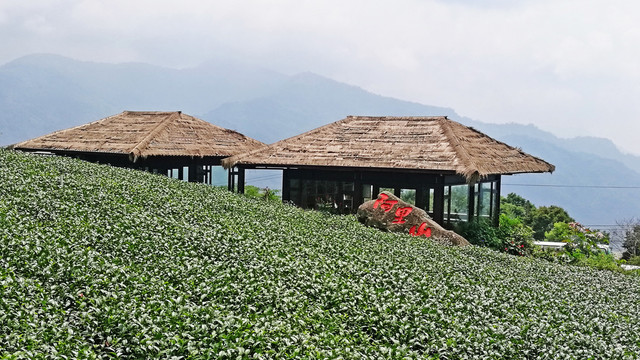 高山茶叶生态茶园