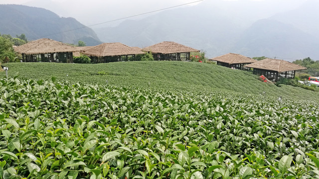 高山茶叶生态茶园