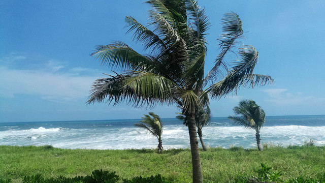 亚热带风景海边椰子树