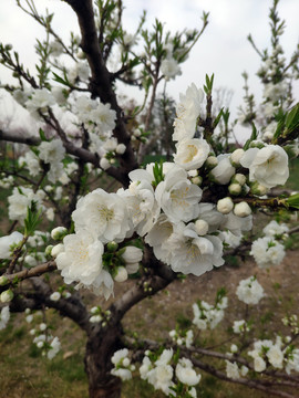 桃花