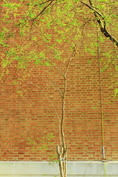 春天红墙绿树