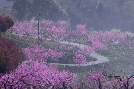 光影桃花蜿蜒小路