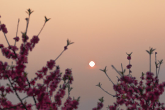 桃花太阳天空