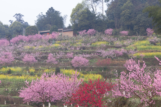 桃花盛开美丽乡村