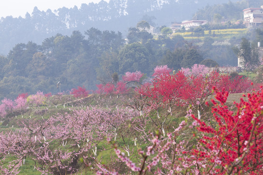 桃花盛开美丽乡村