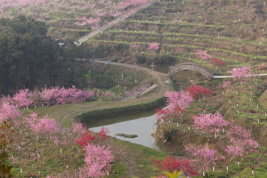 光影桃花美丽乡村