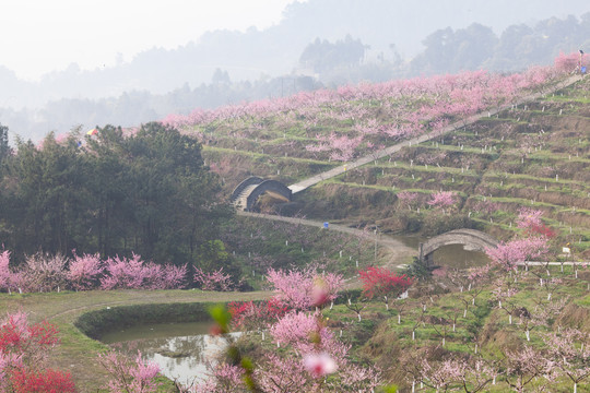 光影桃花美丽乡村