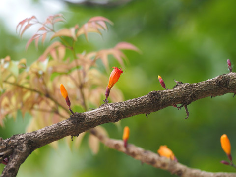 火烧花