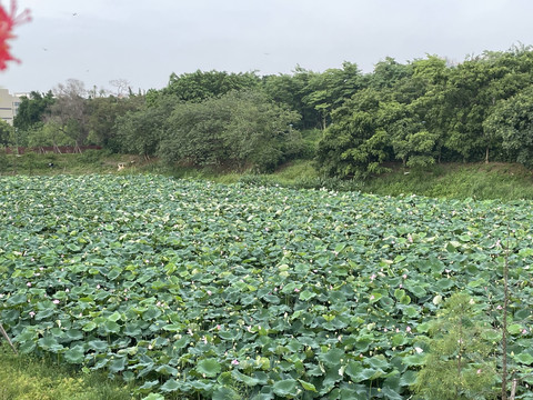 荷花池