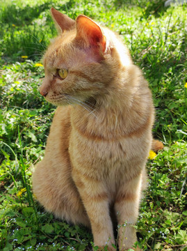 流浪猫
