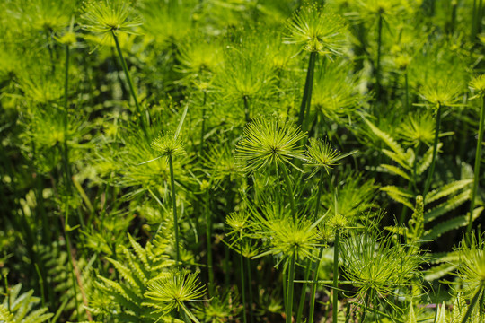 萍蓬草