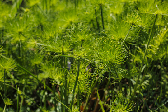 观赏植物