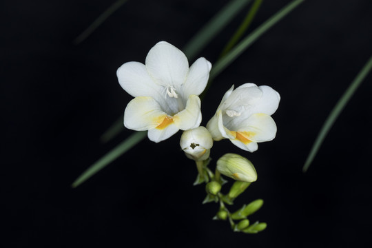 白色香雪兰花