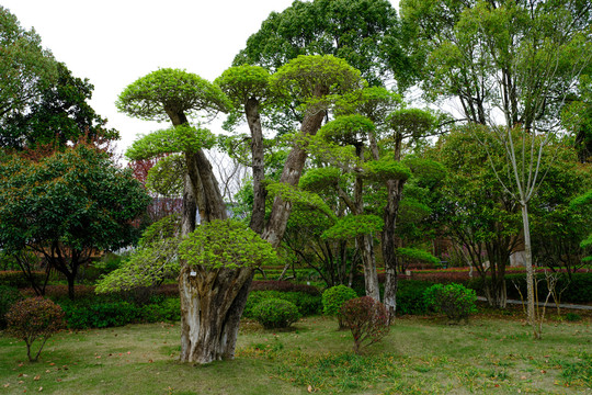 对接白蜡