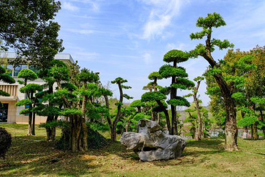 对接白蜡