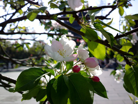 海棠花