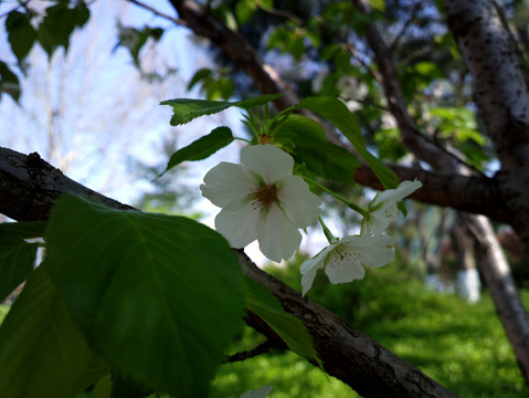 樱花