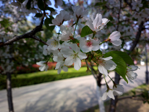 樱花