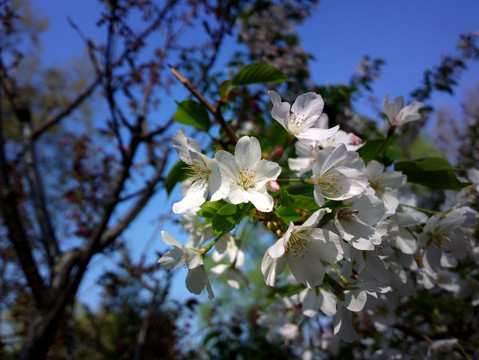 樱花