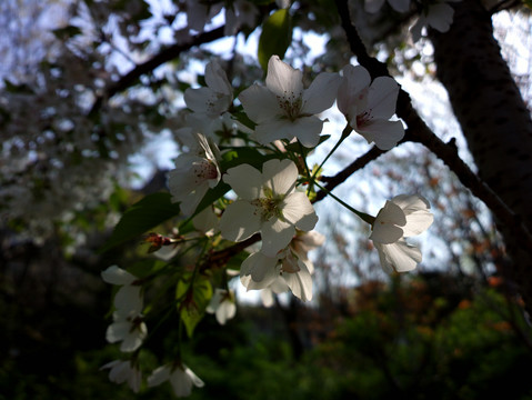 樱花