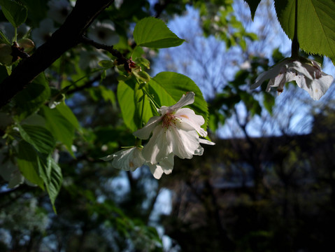 樱花