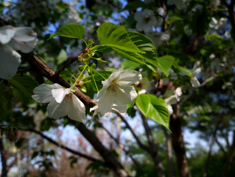 樱花