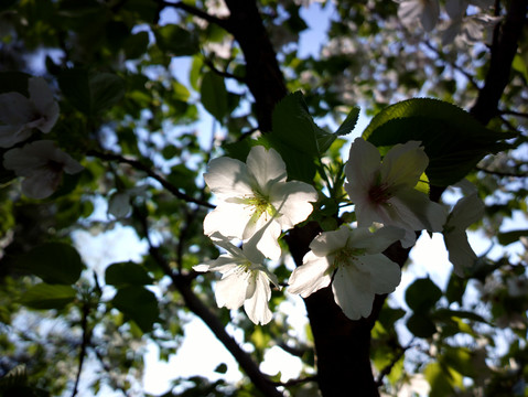 樱花